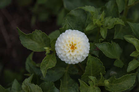White dahlia flower with green leaves in the garden.の写真素材