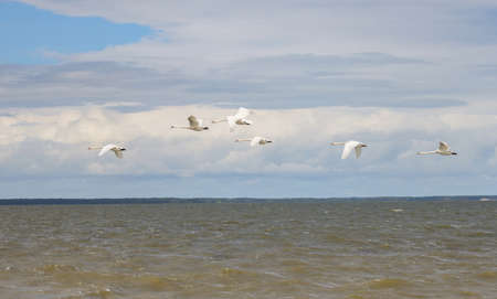 White birds swans flying over the bay.の写真素材