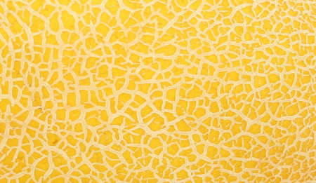 The texture of the peel, ripe yellow melon.の写真素材