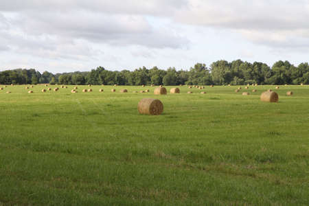 Field, farm, haymaking, countryside during the day in summer.の写真素材