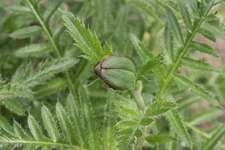 Unopened garden poppy bud in the parkの写真素材