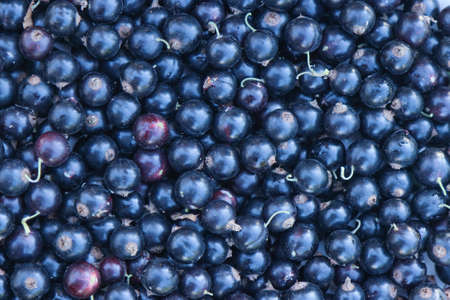 Black currant, harvesting. background image of berries.の写真素材