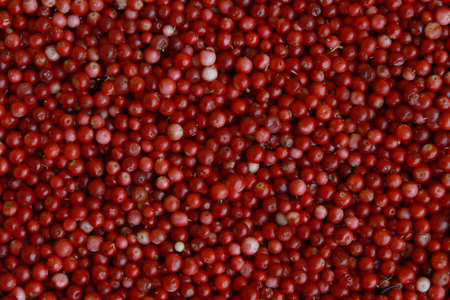 Harvest of lingonberries collected in the forest.の写真素材