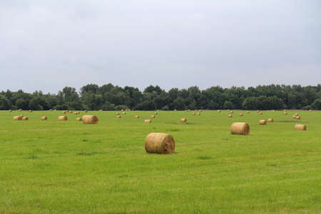 Agricultural field with harvested hay for farms.の写真素材