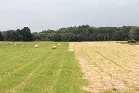 Haymaking, cleaning and drying of grass for pets.の写真素材
