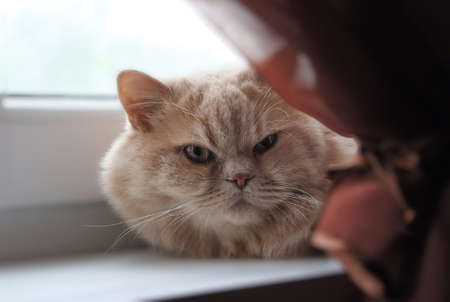 Portrait of a domestic cat lying on a windowsill.の写真素材