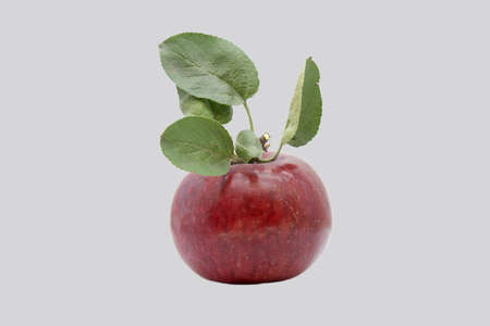Red, ripe apple isolated on gray background.の写真素材