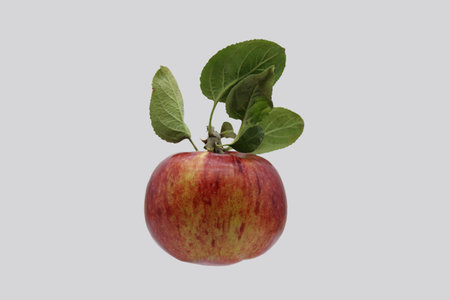 Red, ripe apple isolated on gray background.
