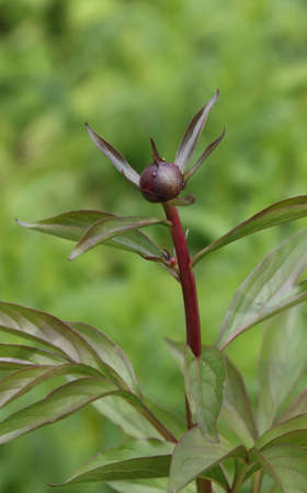 The bud of an unopened peony flower.の写真素材