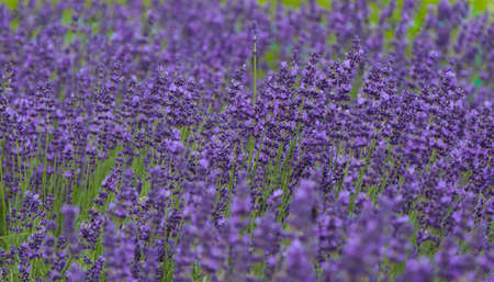 Flowering lavender plant in the field. Vegetable backgroundの写真素材