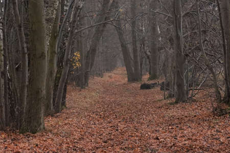 The road covered with leaves in autumn in the park.の写真素材