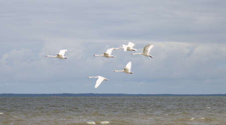 White swans in flight over the lake.の写真素材