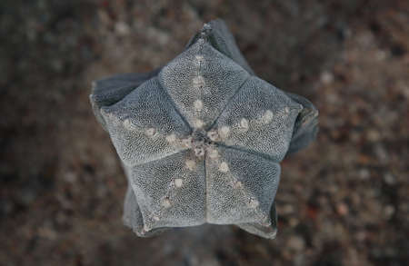 Photo of the structure of the cactus from above.の写真素材
