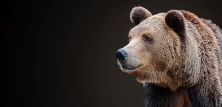 Predator, brown bear portrait isolated on a dark background.の写真素材