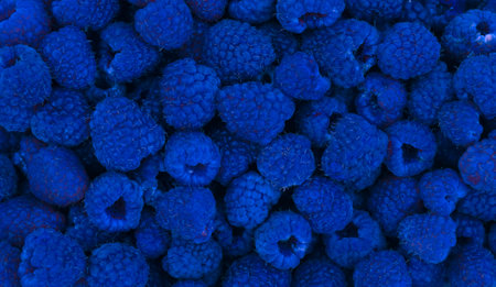 Harvested blue raspberry plant berries. Fruit berry background.の写真素材