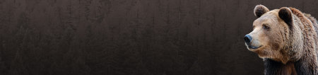 Banner for the site, animal brown bear.の写真素材