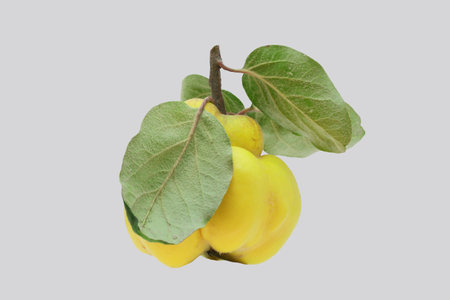 Ripe yellow quince tree fruit isolated on gray background.の写真素材