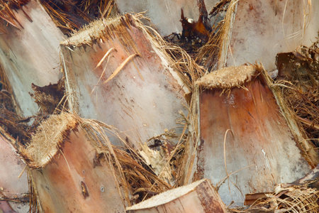 Palm trunk with cut leaves. Vegetable background.の写真素材