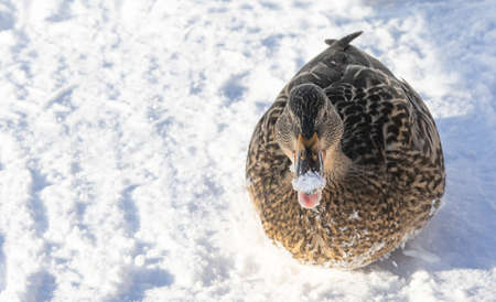 Wild duck female, basking in the rays of the winter sunの写真素材