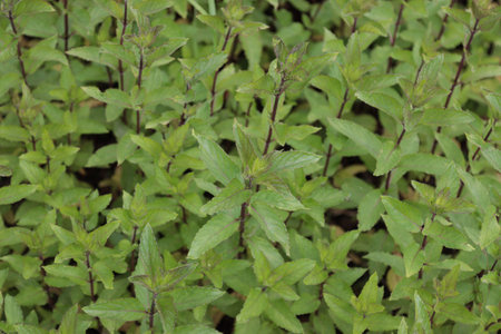 Fresh mint plant in the garden.の写真素材