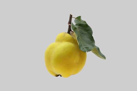 Ripe quince tree fruit isolated on gray background.の写真素材
