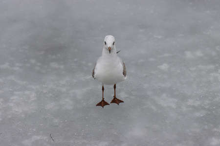 A seagull bird sits on the ice of a frozen lake.の写真素材