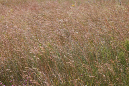 The autumn grass sways in the wind in the field.の写真素材