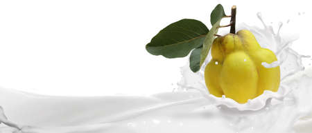 Quince fruit in a splash of butter cream.の写真素材