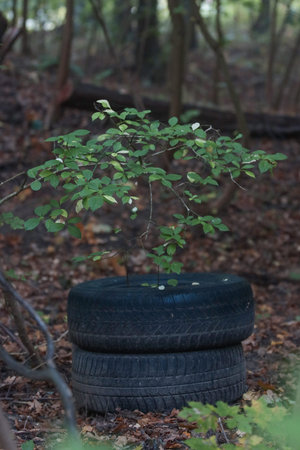 Environmental pollution in the forest with waste material.