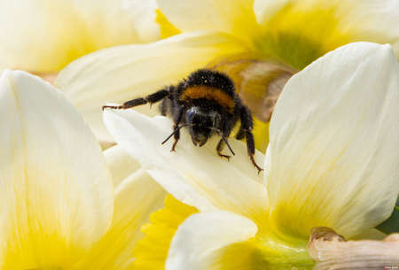 Bumblebee insect on a yellow daffodil flower.の写真素材