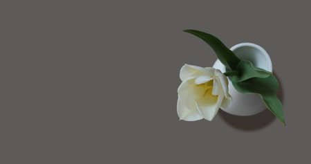 White tulip in a vase on a solid background.の写真素材