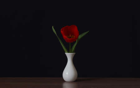 Red tulip flower in a vase, on a black backgroundの写真素材