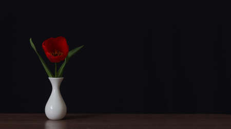 Red tulip flower in a vase, on a black backgroundの写真素材