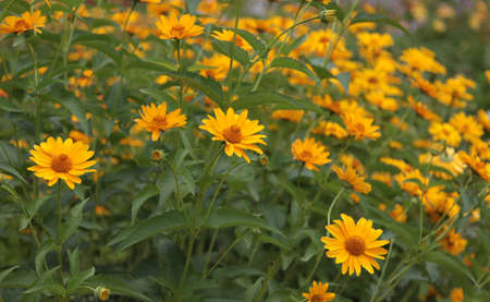 The blossoming yellow flowers of the heliopsis plant.の写真素材