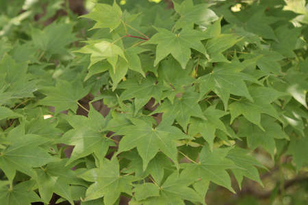 Green leaves on a branch of a fan maple tree.の写真素材
