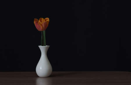 Orange tulip in a white vase on a dark background.の写真素材