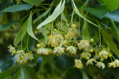 Blossoming linden branch in june day. Linden flowers background. Soft focus.の写真素材