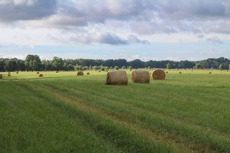 Rural field with mowed grass during haymaking.の写真素材