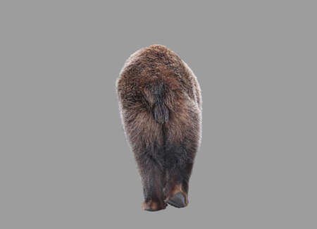 Walking brown bear, rear view on isolated background.の写真素材