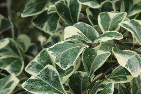 Wet leaves of decorative indoor plant ficus.の写真素材