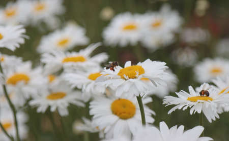 Insects bees collecting pollen from chamomile flowers.の写真素材