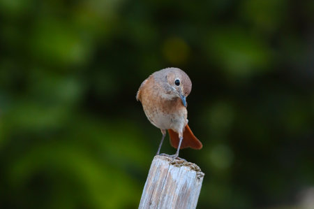 The little redstart bird sits on a stick.の写真素材