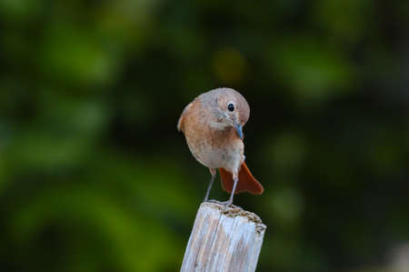 The little redstart bird sits on a stick.の写真素材