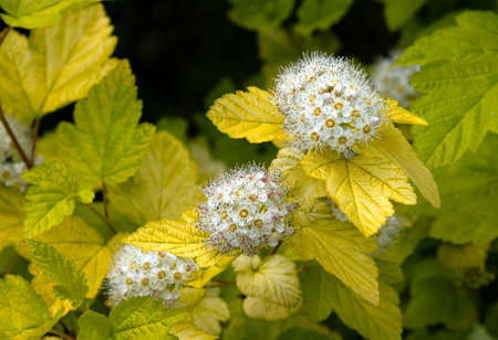 Blossoming of Viburnum-leaved bladder in the summer garden.の写真素材