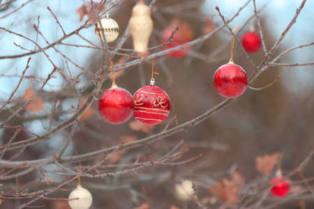 New Year, Christmas tree decorations on the branches of trees.の写真素材