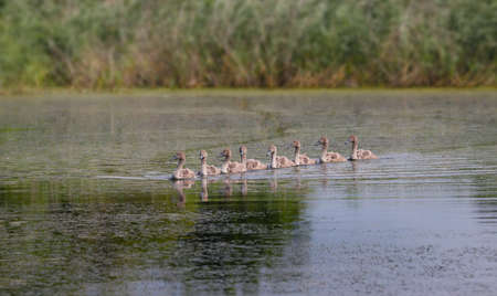 Young swans float in formation on the lake.の写真素材