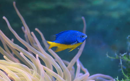 Beautiful blue, yellow azure chrysiptera fish under water.の写真素材