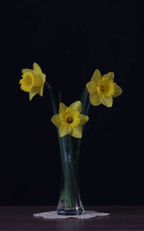 Three flowers of yellow daffodils in a vase.の写真素材