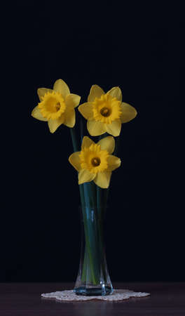 Three flowers of yellow daffodils in a vase.の写真素材