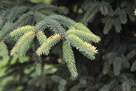 A branch of an evergreen spruce tree in the park.の写真素材